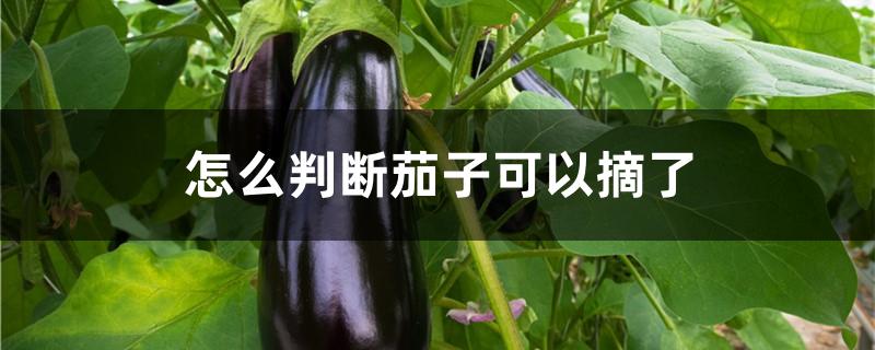 怎么判断茄子可以摘了