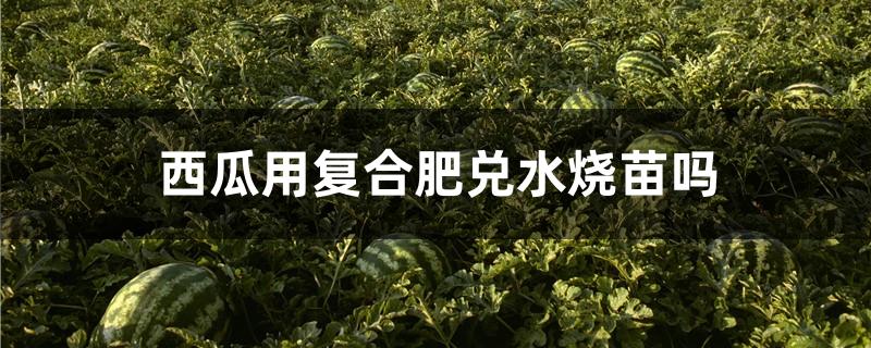 西瓜用复合肥兑水烧苗吗
