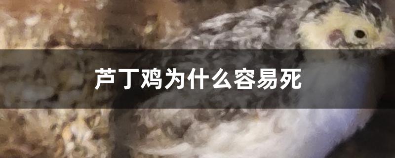 芦丁鸡为什么容易死