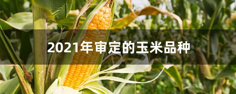 2021年審定的玉米品種