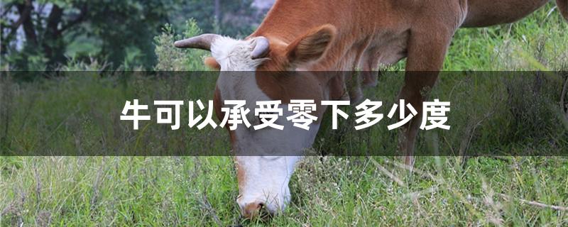 牛可以承受零下多少度