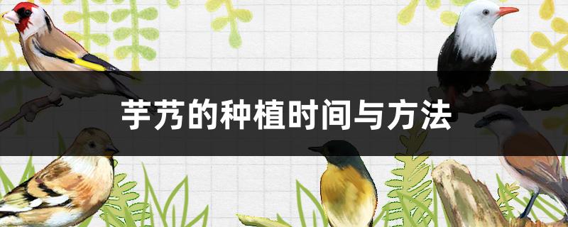 芋艿的种植时间与方法